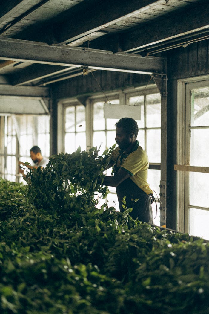 Workers sorting tea leaves inside a traditional Sri Lankan tea factory, capturing the essence of tea production.