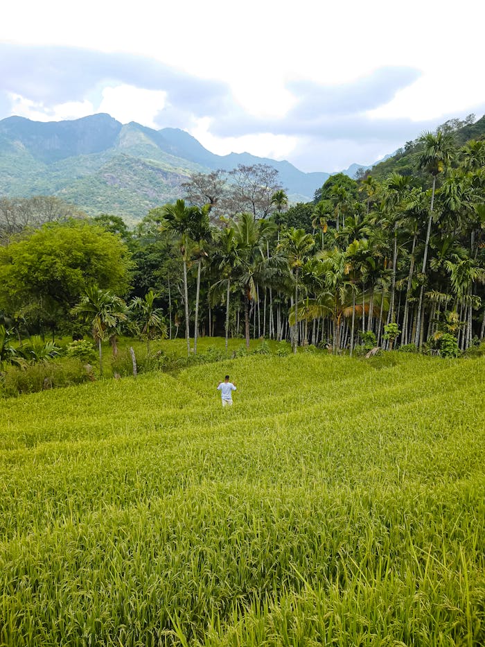 Vibrant paddy fields in Meemure, Sri Lanka, surrounded by mountains and palm trees.